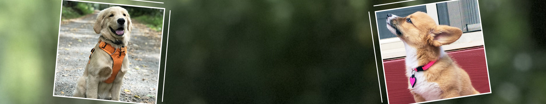 banner2_class